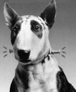 i film che hanno avuto come protagonisti i bull terrier