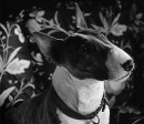 i film che hanno avuto come protagonisti i bull terrier