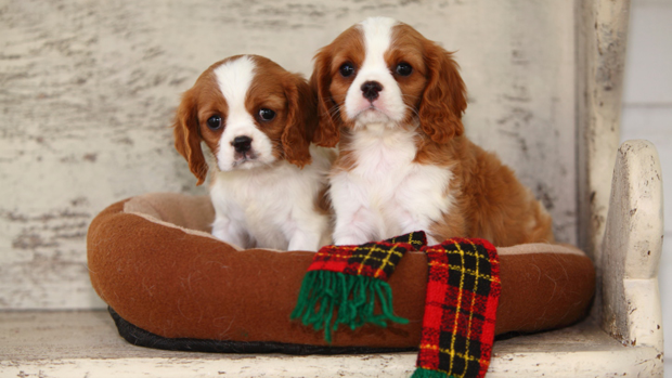 Cuccioli Natale Immagini.Regali Di Natale Cuccioli Di Cane E Una Buona Idea