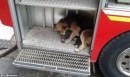 cane salva cuccioli da incendio