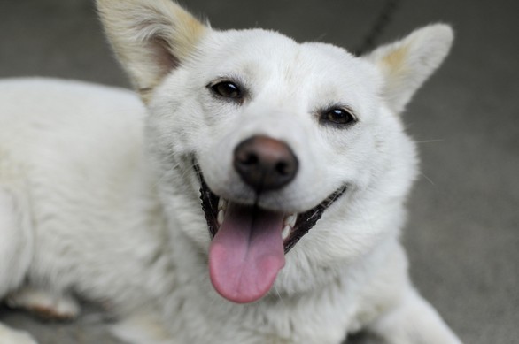 Passeggiata con il cane e sorrisi. Una riflessione