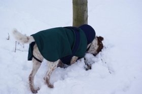 cane cappotto neve