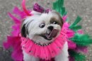 cani al Carnevale di Rio