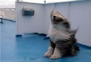 Cani al vento
