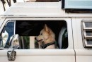 Cani al volante (pericolo costante?)