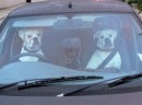 Cani al volante (pericolo costante?)