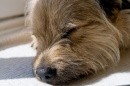 primo piano cane che dorme
