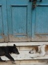 cani che dormono fuori da una porta