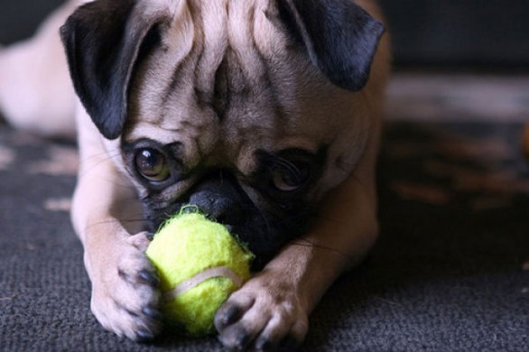 Cani che giocano con la palla da tennis