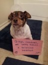 Dogshaming: Cotton fioc, preservativi e fazzoletti, una colazione equilibrata