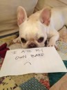 Dogshaming: Ho mangiato il mio stesso vomito