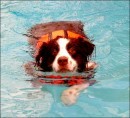 Cane in piscina