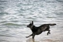 Cane sulla spiaggia