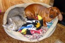 cani e gatti che dormono insieme 1