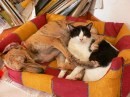 cani e gatti che dormono insieme 4