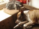 cani e gatti che dormono insieme 6