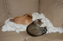 cani e gatti che dormono insieme 7