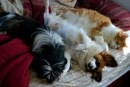 cani e gatti che dormono insieme 10