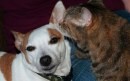 Cani e gatti che si sussurrano nelle orecchie