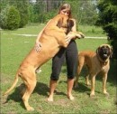 Cani (molto) grandi