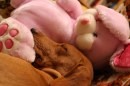 Cane con coniglio rosa