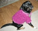 Cane con maglia rosa
