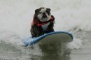 Cani sul surf