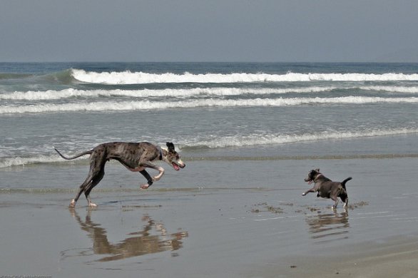 Lido Di Camaiore Anche I Cani Negli Stabilimenti Balneari