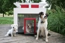 Case per cani di lusso cucce in legno 4