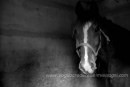 Foto di cavalli in bianco e nero