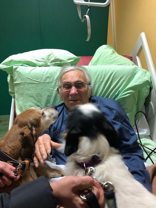 Imola, cani in ospedale