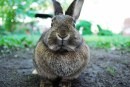 Ritratti di conigli