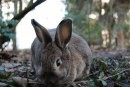 Ritratti di conigli