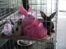 Conigli rosa