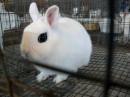 Primi piani di un coniglio nano Hotot