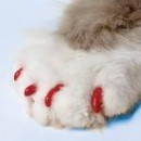 Copri unghie per gatto