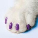 Copri unghie per gatto