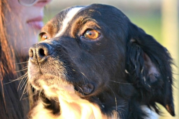 Cucciolo, cane in adozione