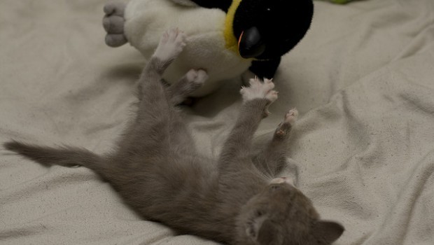 Gattino contro pinguino