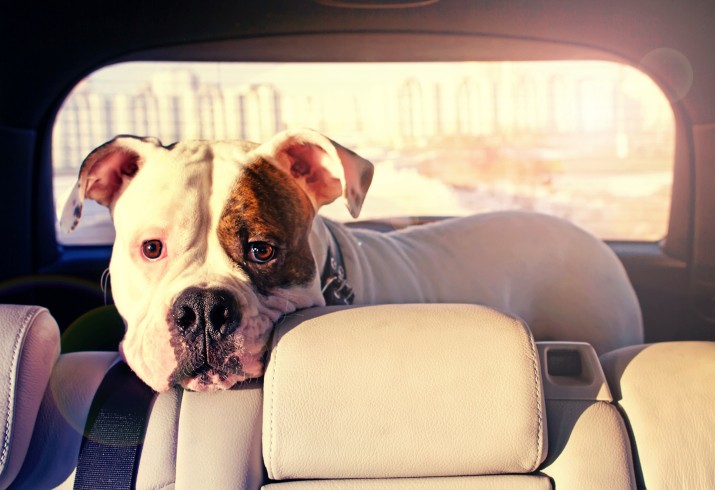 Risultati immagini per cani spaventati in macchina