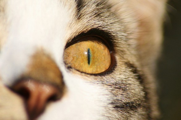 Charles Baudelaire e gli occhi mistici dei gatti