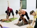 Some poses of yoga for dogs