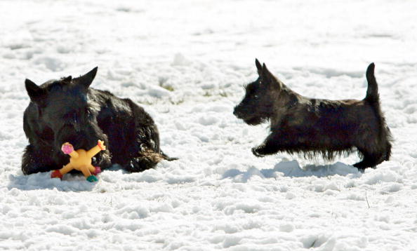 Freddo, neve e maltempo: alcuni consigli per far star bene i cani