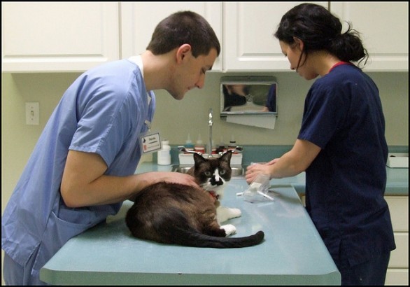Gatto cure veterinarie