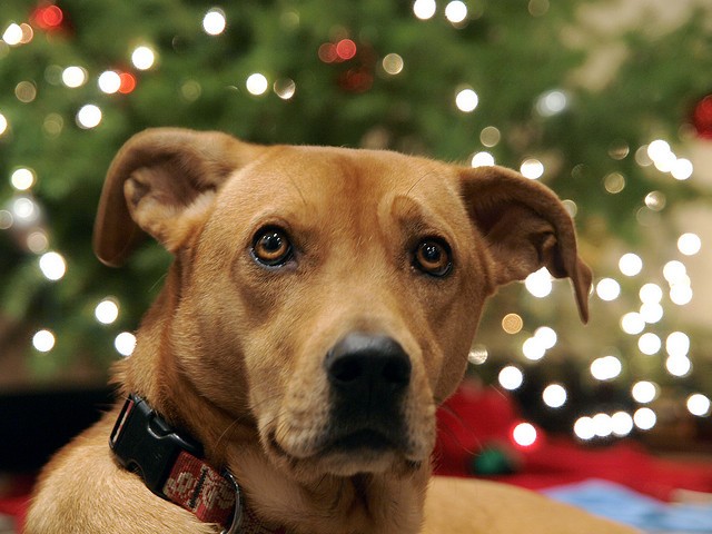 I cani e il Natale: dalla paura dei botti all'albero dogfriendly