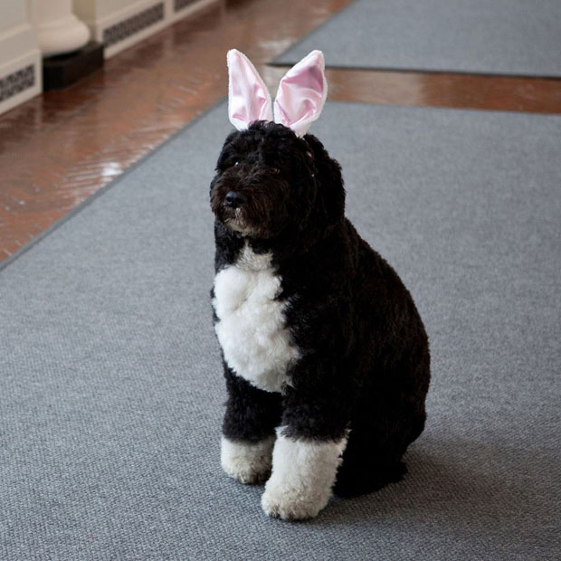 La Pasqua di Bo Obama, il first dog