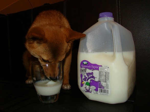 Cane che beve latte