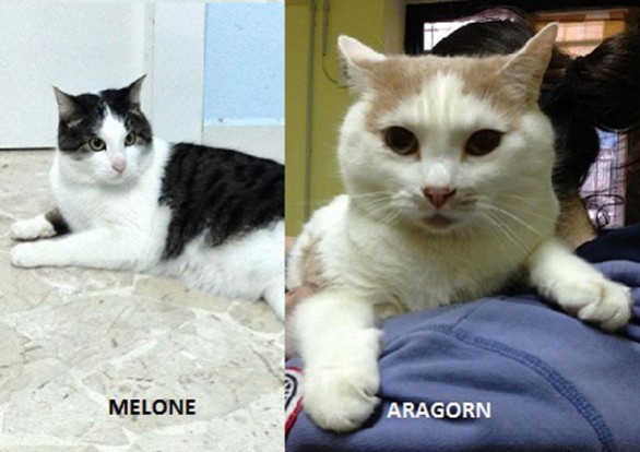 I gatti Meloni e Aragorn cercano casa