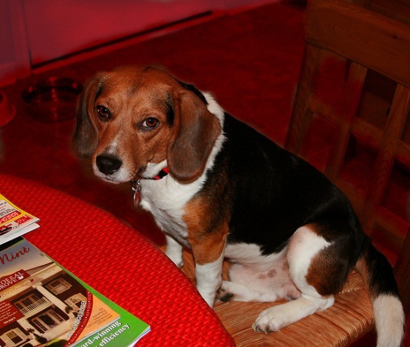 Beagle a tavola
