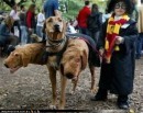 foto cane harry potter